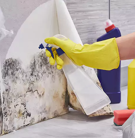 Mold Cleanup Services in Arlington, TX