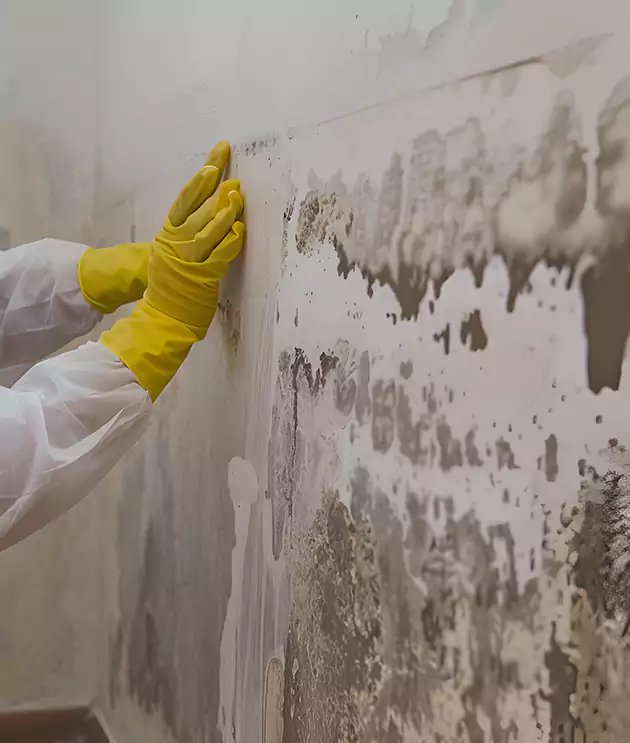 Mold Damage Restoration in Arlington, TX