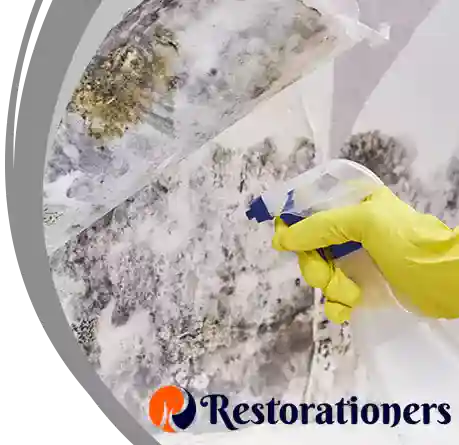 Mold Removal