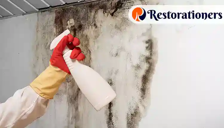 Mold Damage Inspection in Arlington, TX