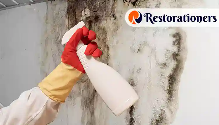 Mold Remediation Specialist