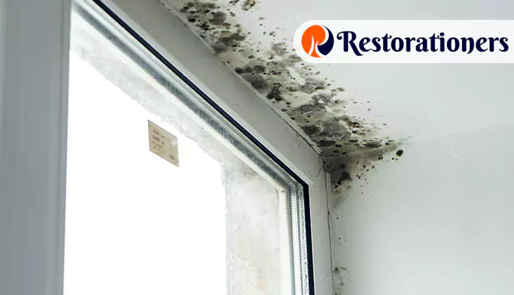 Our Mold Damage Restoration Services in San Antonio, TX