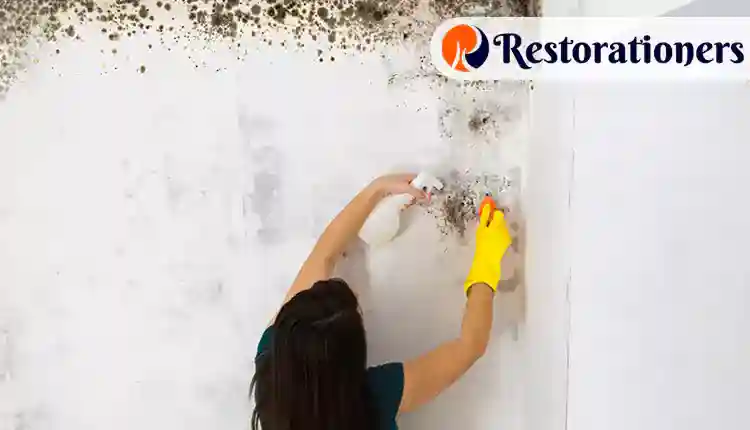Experts in Water Mold Restoration